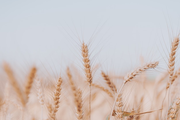 Beautiful golden wheat fields in Chiang Mai, Thailand.