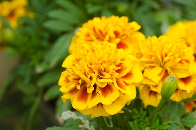 Beautiful golden yellow French marigold