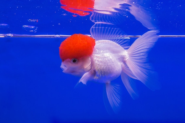 Beautiful goldfish on blue background.