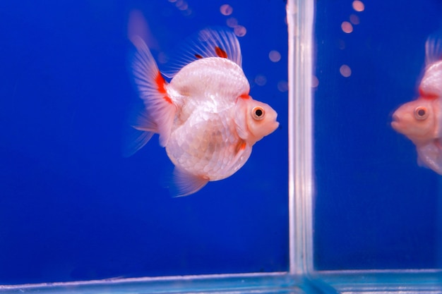 Beautiful goldfish