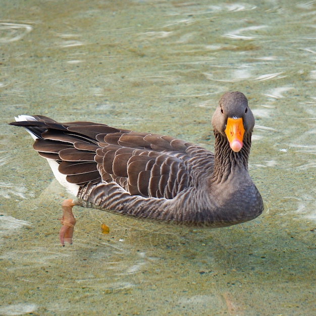 beautiful goose duck in the water in the lake         