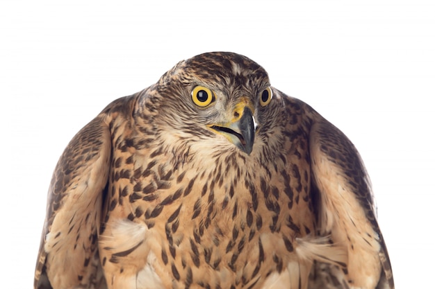 Beautiful goshawk bird