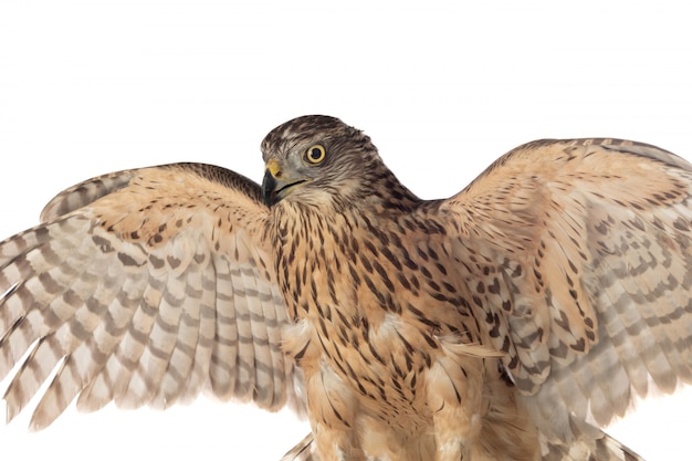 Beautiful goshawk bird