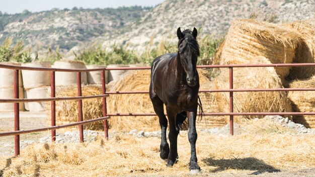 Foto bellissimo e grazioso cavallo nero in una fattoria di cipro 2020