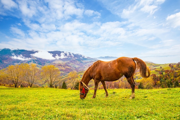 Un bellissimo stallone grazioso cammina lungo un campo verde e mangia succosa erba fresca sullo sfondo della splendida natura dei carpazi