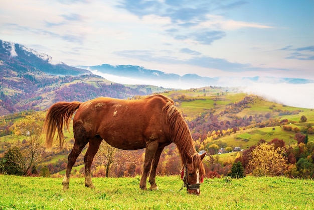 A beautiful graceful stallion walks along a green field and eats juicy fresh grass against the backdrop of the beautiful nature of the Carpathian Mountains