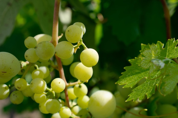 beautiful grapes on a green background