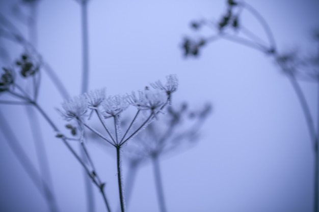 하얀 서리로 뒤덮인 아름다운 잔디. 늦었다로 덮인 초원의 잔디. 첫 번째 서리.늦가을, 서리의 개념입니다. 선택적 초점.