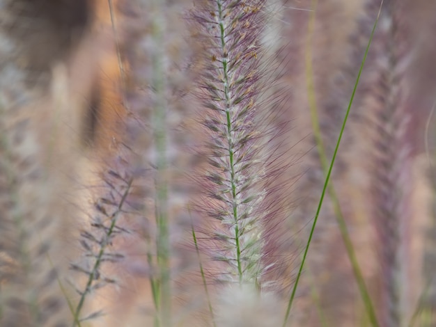 A beautiful grass flower in the day