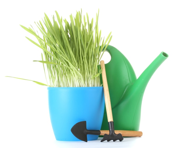 Beautiful grass in a flowerpot, watering can and garden tools on white