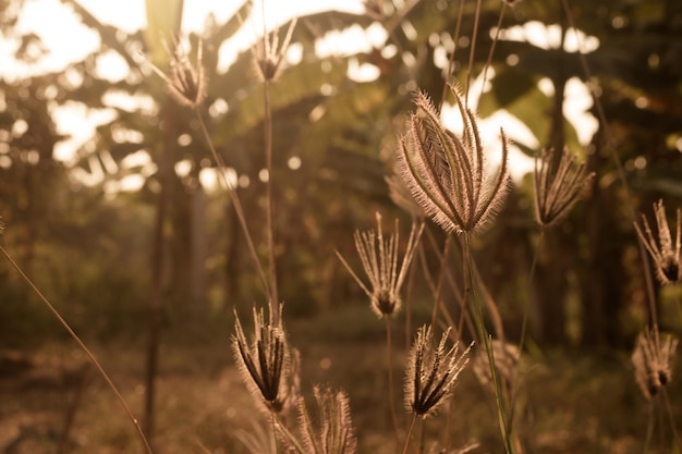 Beautiful grass flowers in the garden with sunlight effected