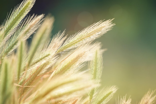 beautiful grass in the meadow