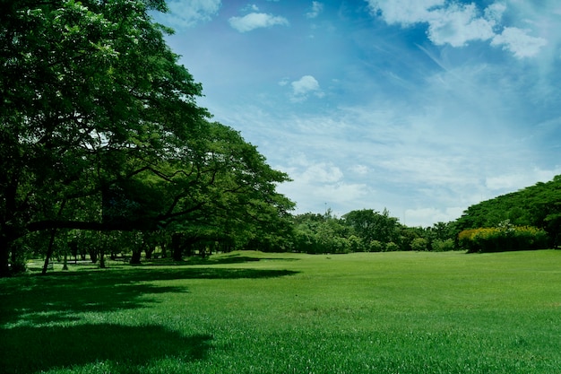 公園の美しい草