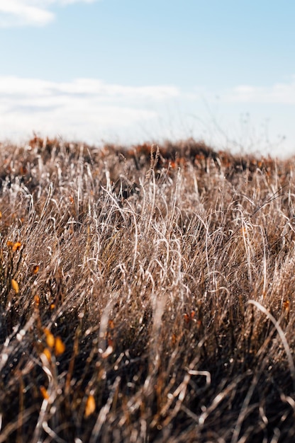 Beautiful grass on the slopes of the Carpathians Rakhiv