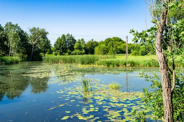 Beautiful grass swamp reed growing on shore reservoir in countryside to colored background photography consisting of wild grass swamp reed at wet water grass long swamp reed from natural nature