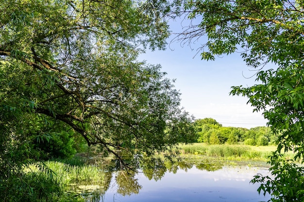 Beautiful grass swamp reed growing on shore reservoir in countryside to colored background photography consisting of wild grass swamp reed at wet water grass long swamp reed from natural nature