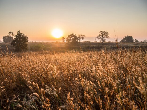 写真 日の出のある美しい草。朝は牧草地の柔らかい太陽光線。自然と屋外のコンセプト