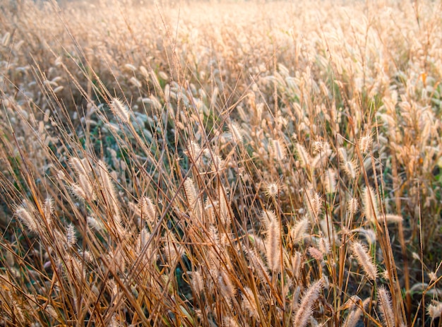 Foto bella erba che ha l'alba. al mattino raggi di sole soffice in un prato. natura e concetto all'aperto