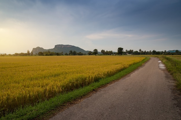 Beautiful gravel road and golden rice fields with a background of mountain 