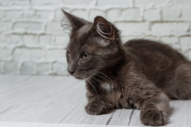 Beautiful gray cat on a brick wall background