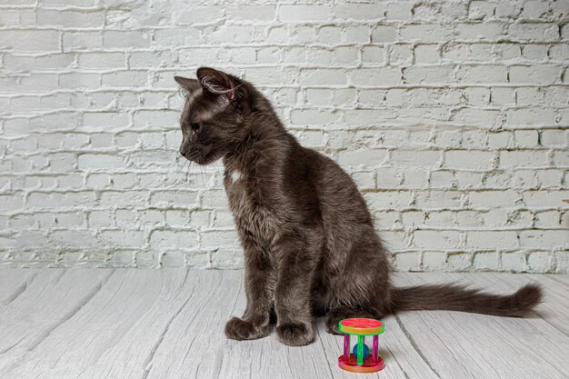 Beautiful gray cat on a brick wall background