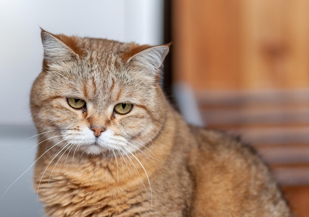 クローズアップの美しい灰色の猫は、家の窓枠に横たわって休んでいます