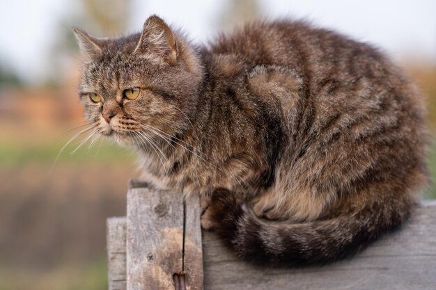 A beautiful gray cat in closeup lies and rests on a table in nature