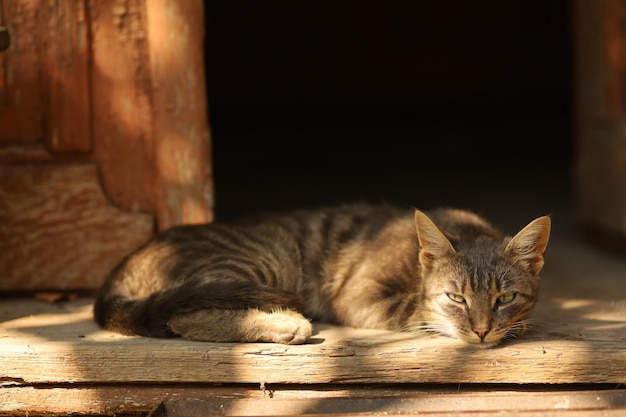 A beautiful gray cat is sleeping on the doorstep