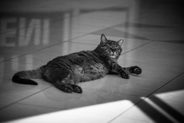 Photo a beautiful gray cat lies on the floor