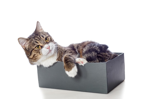 Beautiful gray cat lying in a box