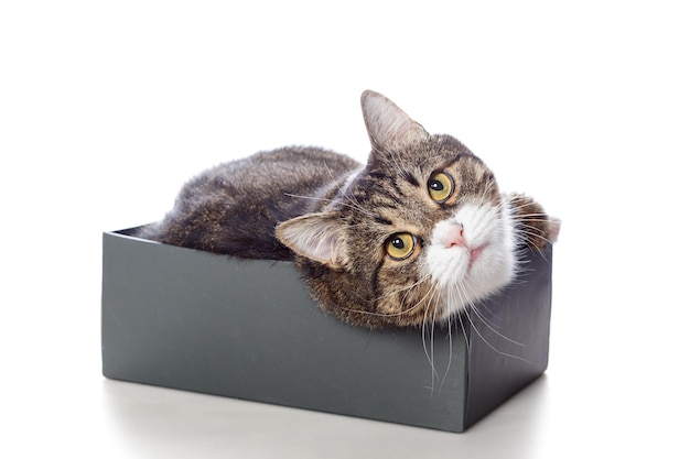 Beautiful gray cat lying in a box