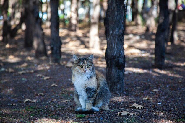 A beautiful gray cat sits in a thicket of wild vegetation in the forest and looks into the camera.