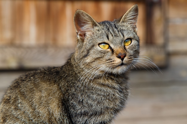 木製のポーチに座っている美しい灰色の猫。