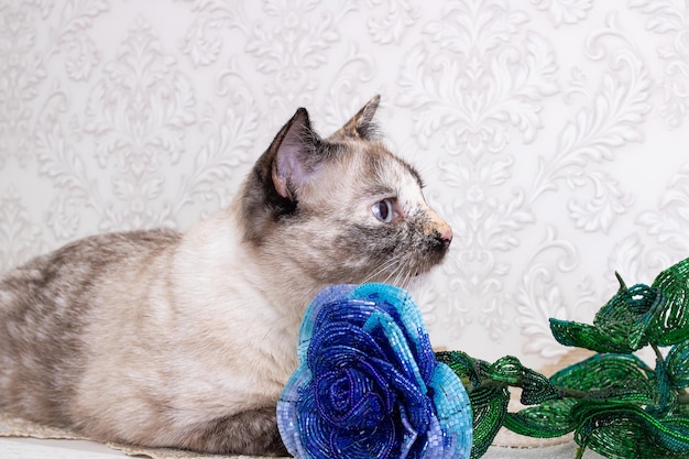 Bellissimo gatto grigio che annusa un fiore blu