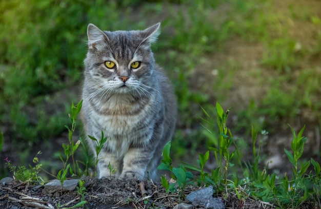 Красивый серый кот гуляет по саду