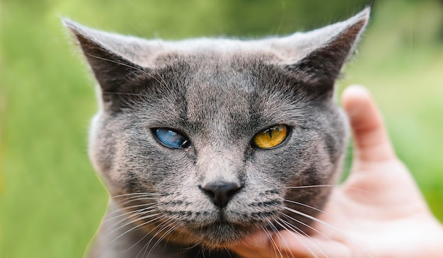 写真 瞳に白内障のある美しい灰色の猫 瞳の色が異なる盲目の猫 障害のある猫