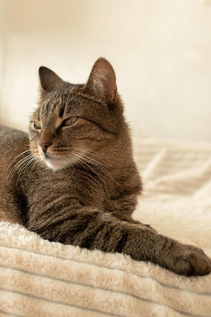 Beautiful gray cat with yellow eyes lies on the bed in the room Vertical photo