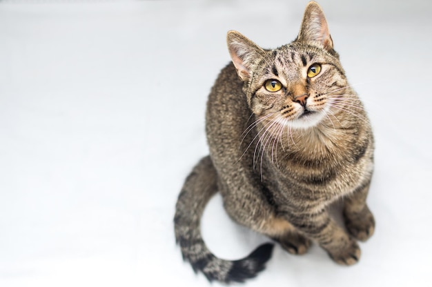 Bellissimo gatto grigio con occhi gialli su sfondo bianco