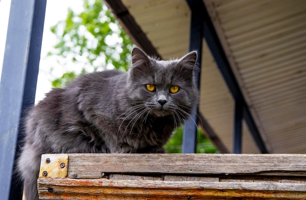 Красивый серый кот