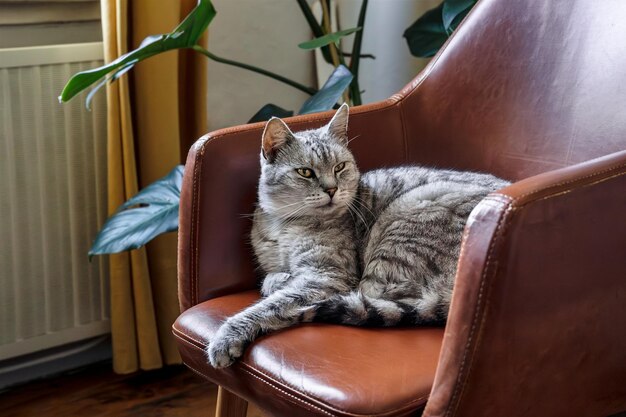 黄色い目をした美しい灰色の飼い猫が家の内部の茶色の肘掛け椅子に座っています。