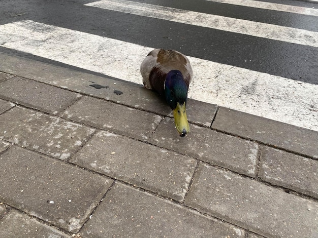 A beautiful gray duck bird walks on the asphalt at a pedestrian crossing crosses the road