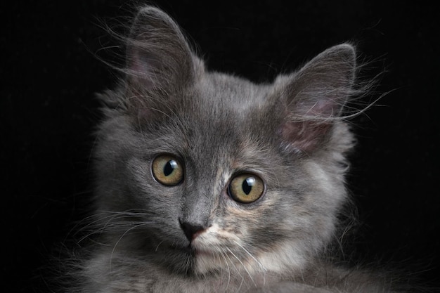 Beautiful gray kitten muzzle with big eyes closeup