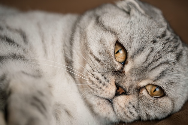 美しい灰色の大きなスコティッシュフォールド猫またはスコティッシュフォールド。ペットの遊び心のある猫