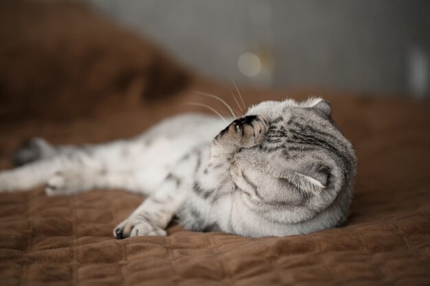 Un bellissimo gatto scottish fold grigio grande o scottish fold. gatto giocherellone