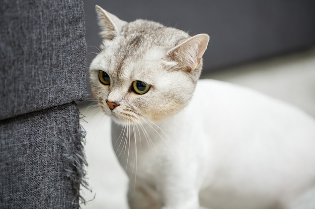 Красивая серая шотландская вислоухая кошка. Стрижка кота с выбритой шерстью на теле, стрижка питомца