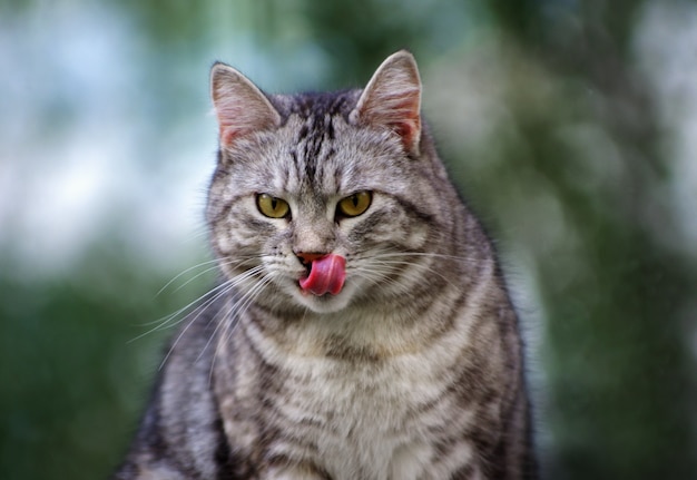 屋外の美しい灰色通り猫