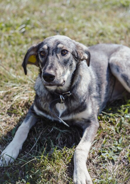 A beautiful gray street dog with sad eyes. Adorable dog with no breed. The faithful and loyal look o