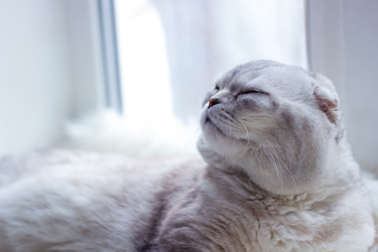 Photo 美しい灰色のサラブレッドの折り畳まれた猫は、窓の近くの格子縞の上に横たわっています