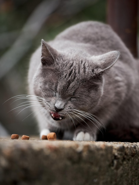 Beautiful gray and white street cat has found dry food and eats it with pleasure