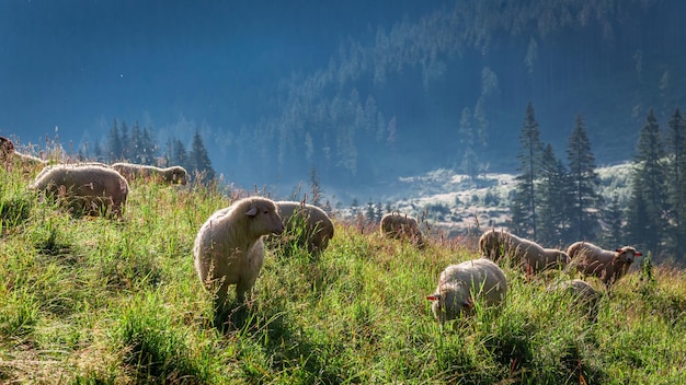 Beautiful grazing herd of sheep at sunrise Tatra Mountains Poland